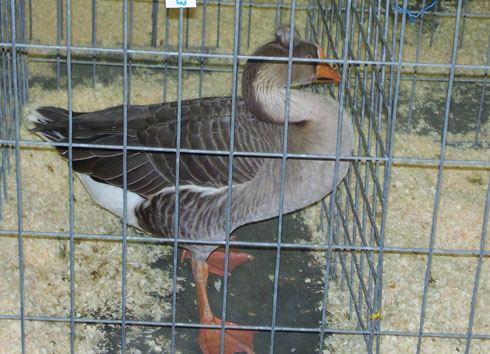 Shetland Goose Shetland Goose